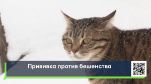 Прививка против бешенства