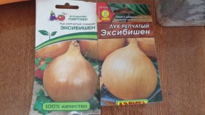 Лук Эксибишен. Стрижка и подкормка. Важно сделать для крупной луковицы.