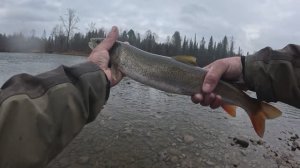 Рыбалка в притоках Томи. 2-я Серия. Конец октября 2025.