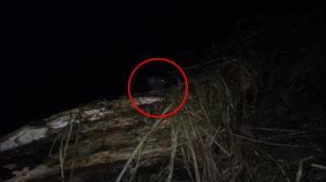 Страшная ночь в лесу! Жуткий Зверь попал в кадр видео