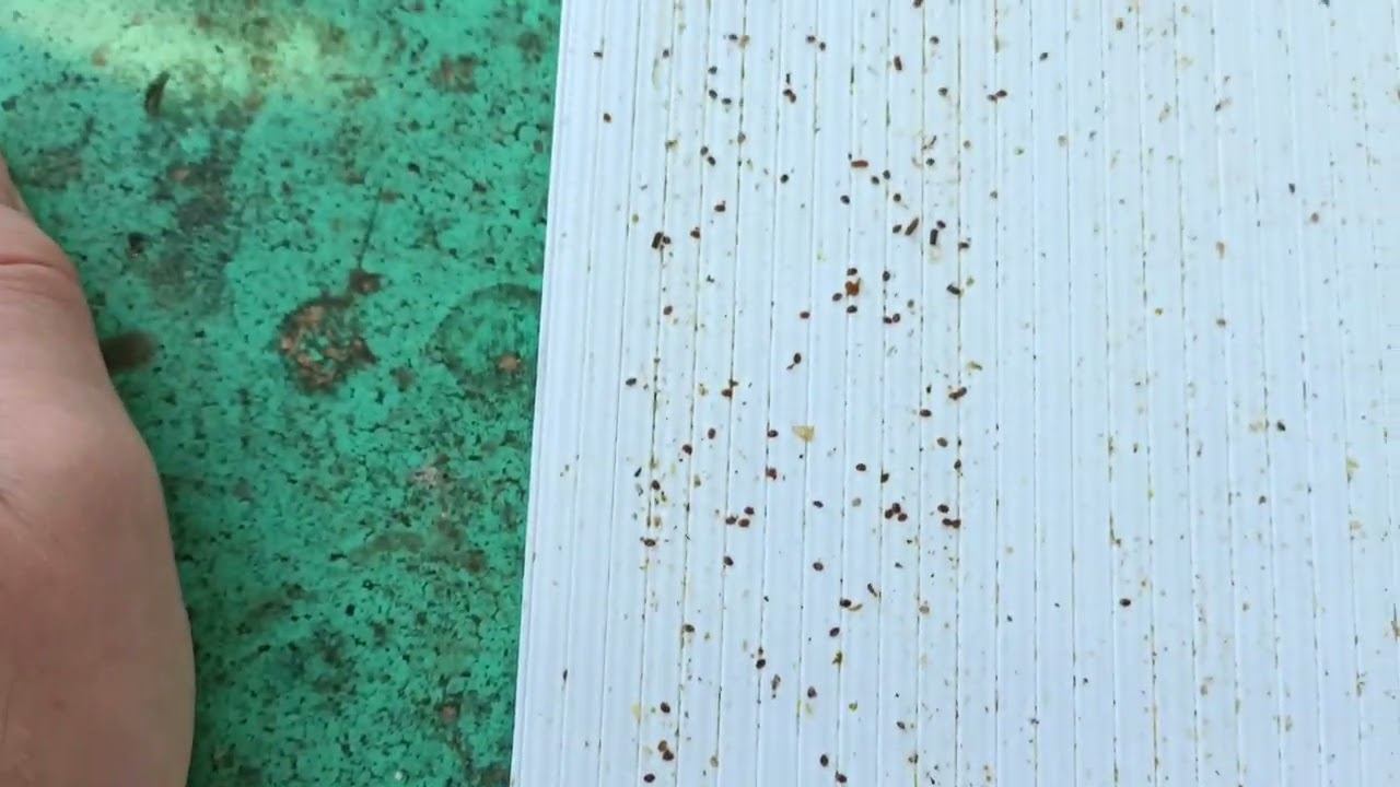 Конец сентября, клеща Варроа валом