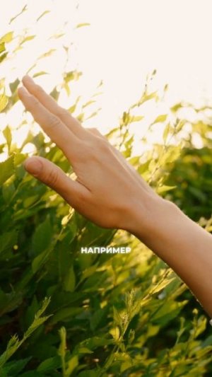 Звездные души их миссия на земле