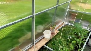 33-Дача.полив всех в теплице ..скошенная трава как мульча для растений.01.06.22.