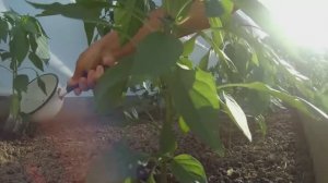 ХРОНИКА ПРОШЕДШЕГО ЛЕТА. ИЮНЬ ИЮЛЬ 2025 г  часть 2