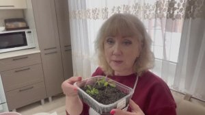 Пересадка  остеоспермума // посев газании и остеоспермума//🌺🌼