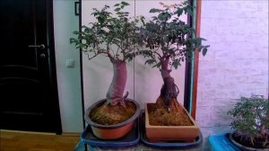 Бонсай открытая книга от А до Zють Тропики Вьетнам Билимби+ Карамбола март 2026 год 55 часть