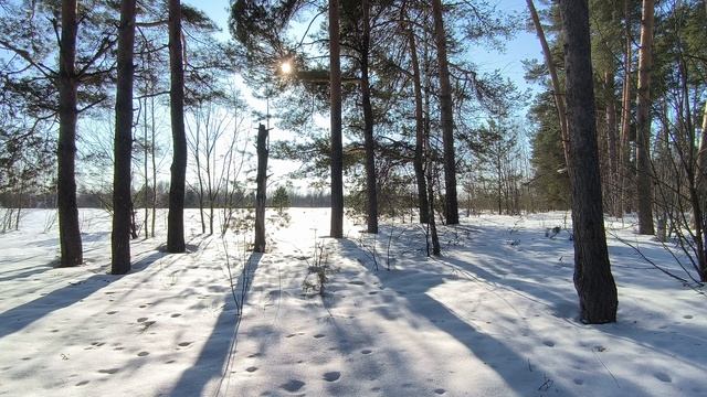 Солнечный день в зимнем лесу. ч.5. Март 2026 смотреть онлайн
