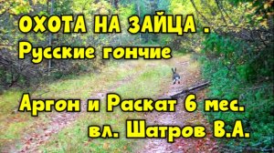 ОХОТА НА ЗАЙЦА .Русские гончие Аргон и Раскат 6 мес. вл. Шатров В.А.#охотасгончей #топ #hunting