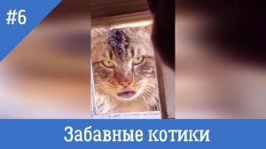 Забавные котики #6. Самые смешные видео с котами и кошками.