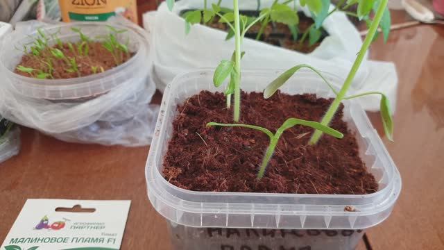 Томат-Дурачок от агрофирмы Партнёр. Вся правда о качестве семян.