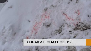 Разбросали отраву для животных, так считают некоторые владельцы собак