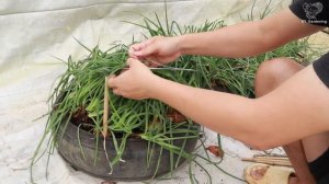 Не выбрасывайте старые шины - в них можно выращивать лук круглый год