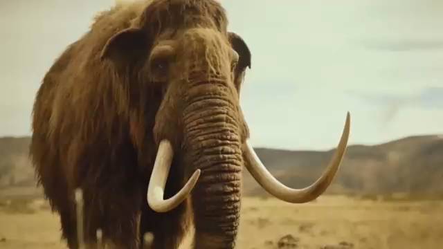 Мандрагора