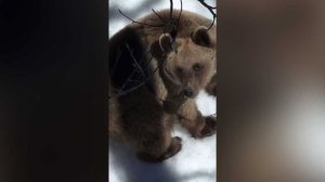 В Сочи медведь загнал человека на дерево