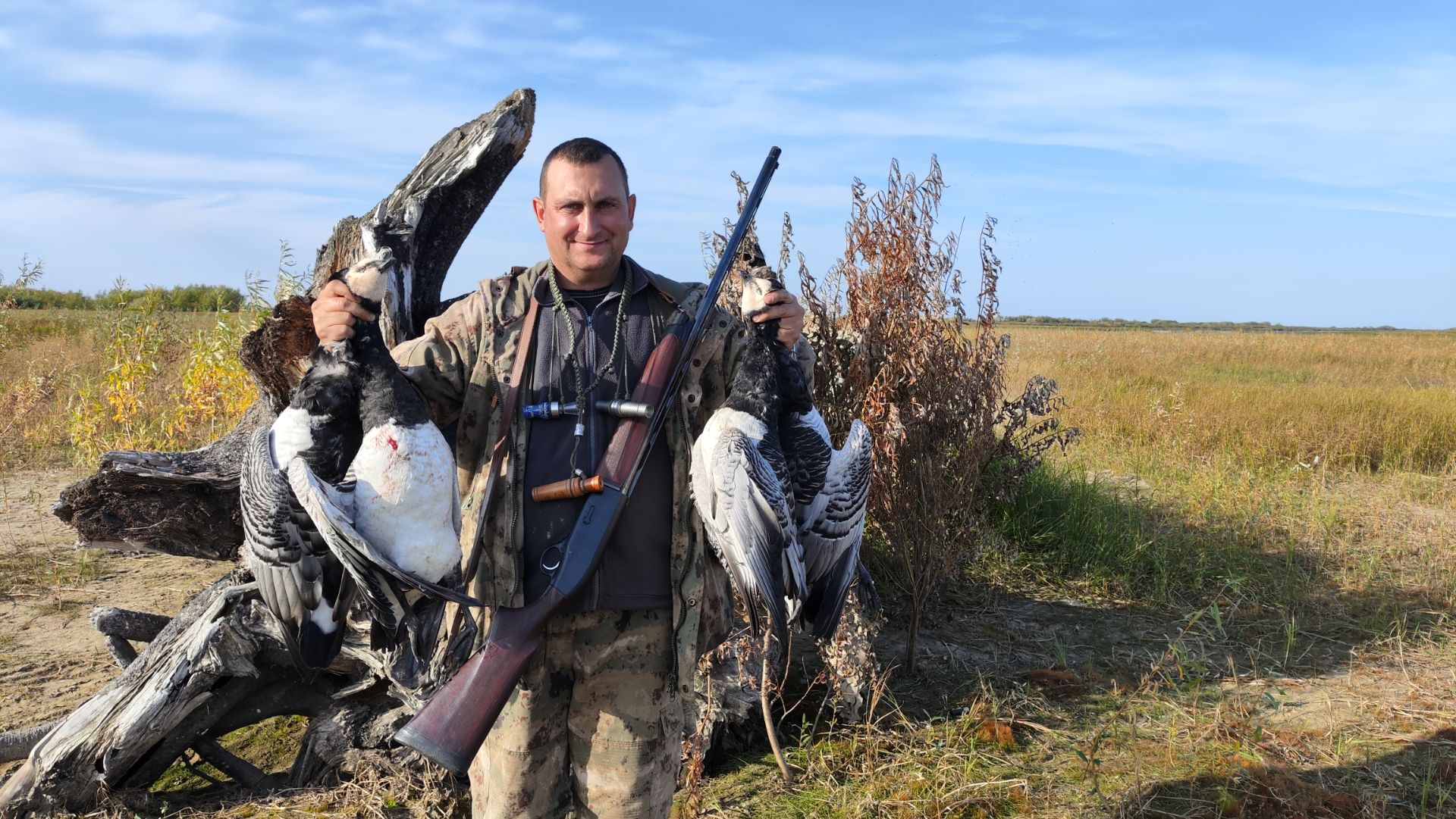 Охота на белощекую казарку с чучелами.