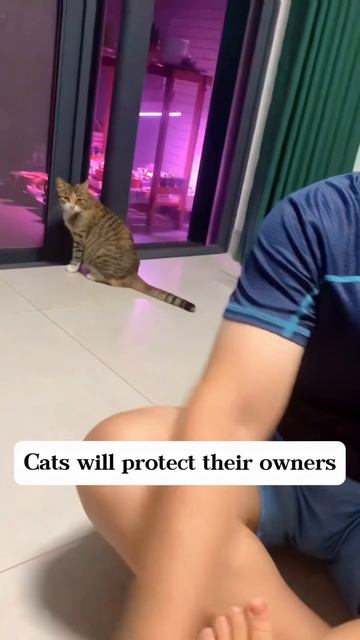Кошки защищают своих хозяев.