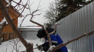 Обрезка яблони рядом с домом