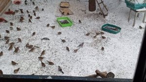 замечательные белки