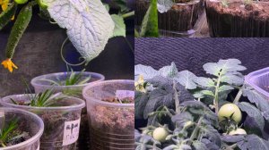 ЧТО ПОСЕЮ В МАРТЕ. Обзор рассады 6.03.26г