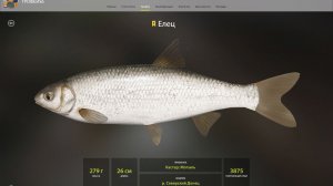 ЕЛЕЦ ТРОФЕЙНЫЙ!!!СЕВЕРСКИЙ ДОНЕЦ - РУССКАЯ РЫБАЛКА 4