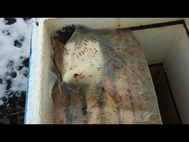 Какое Канди даю пчёлам 30.01.2026