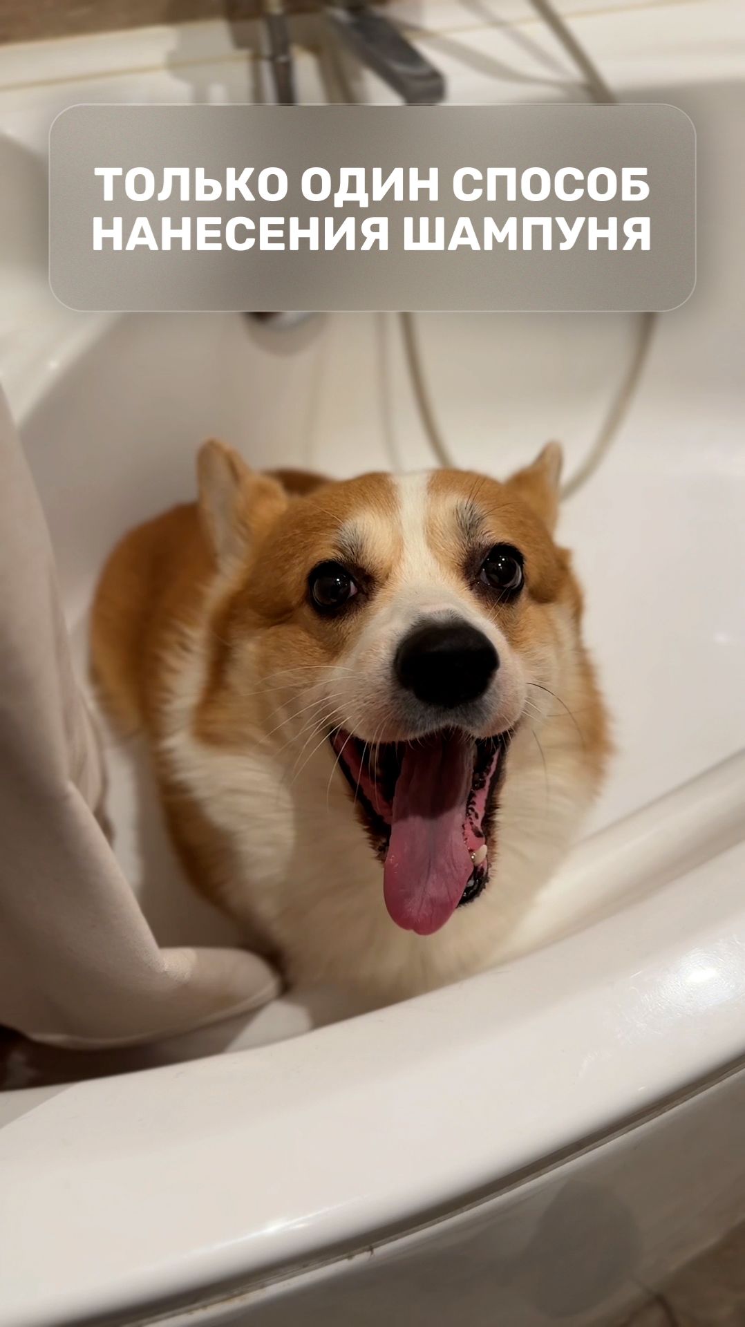 Только один способ нанесения шампуня