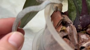 Орхидея Шиллериана. Очаровательное разочарование