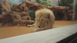 Казанский зоопарк.Февраль, 2026