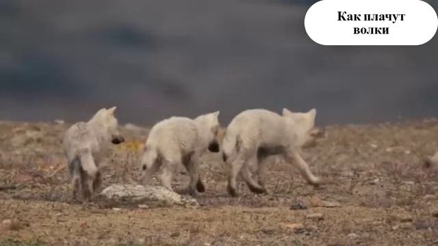 Как плачут волки