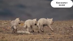 Как плачут волки