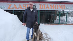 Питомник по разведению американских акит в с. Алакаевка