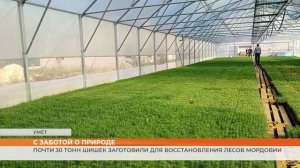 Почти 30 тонн шишек заготовили для восстановления лесов Мордовии