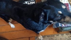 Кузя март 2026 год(2) Кузя дома