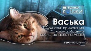 Кот Васька из храма на Маяке / «Не только котики»