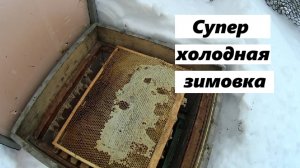 Сверх холодная зимовка.