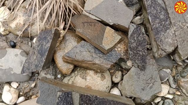 Отпечатки в камне - бурые водоросли ( цистозейра) с семенами и коробочками.