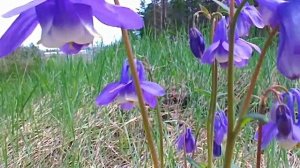 Звук природы. Птицы. Соловей белошейка поет на опушке тропического леса