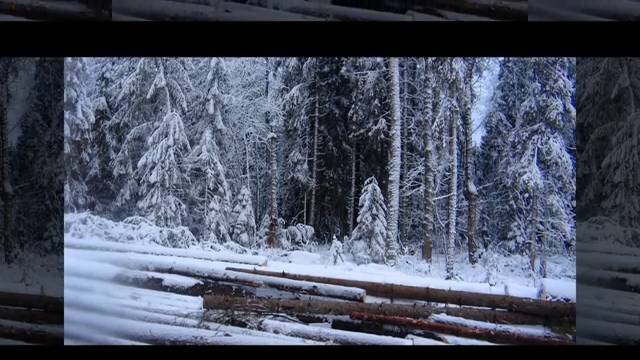 В зимнем лесу. Селигер.