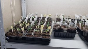 Стрижка лука и Дела рассадные 05-03-2026