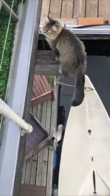 Смешные коты #113-10