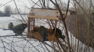 окололесная столовая