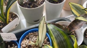 Мои сансевиерии после зимы. 🌿 Март 2026