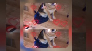 1000050590.mp4(Собака наблюдает за устройством лестницы на 2-ой этаж в доме А-фрейм)