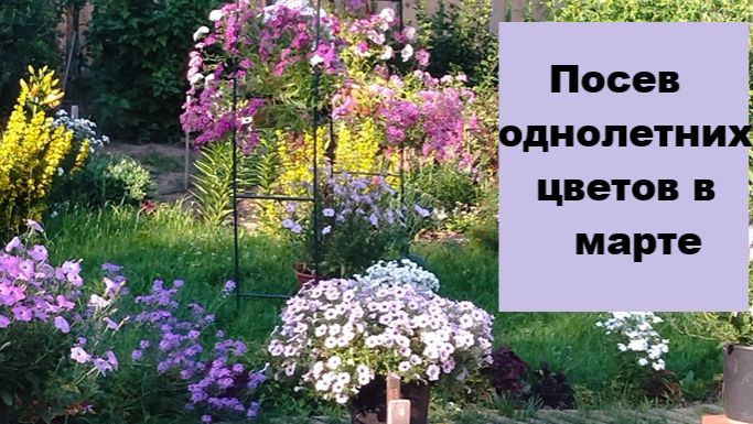 Я посеяла цветы-однолетники - показываю!