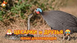 Цесарки - жизнь на ферме с друзьями и добрым хозяином