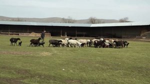 Вай боахам 06,03,26  Холохоева Пятимат