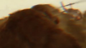 GODZILLA AND KING KONG EDIT