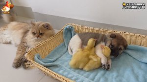 Утята и Цыплята - Кошки и котята, Собаки и щенята 329 Хвостики да Усики ❣️