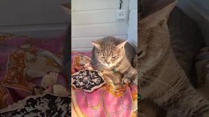 Подготовка к празднику⚘️🌷🌺