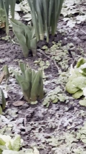 Вот такая ВЕСНА!